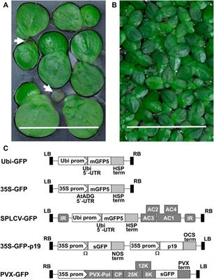 Robust Agrobacterium-Mediated Transient Expression in Two Duckweed Species (Lemnaceae) Directed by Non-replicating, Replicating, and Cell-to-Cell Spreading Vectors